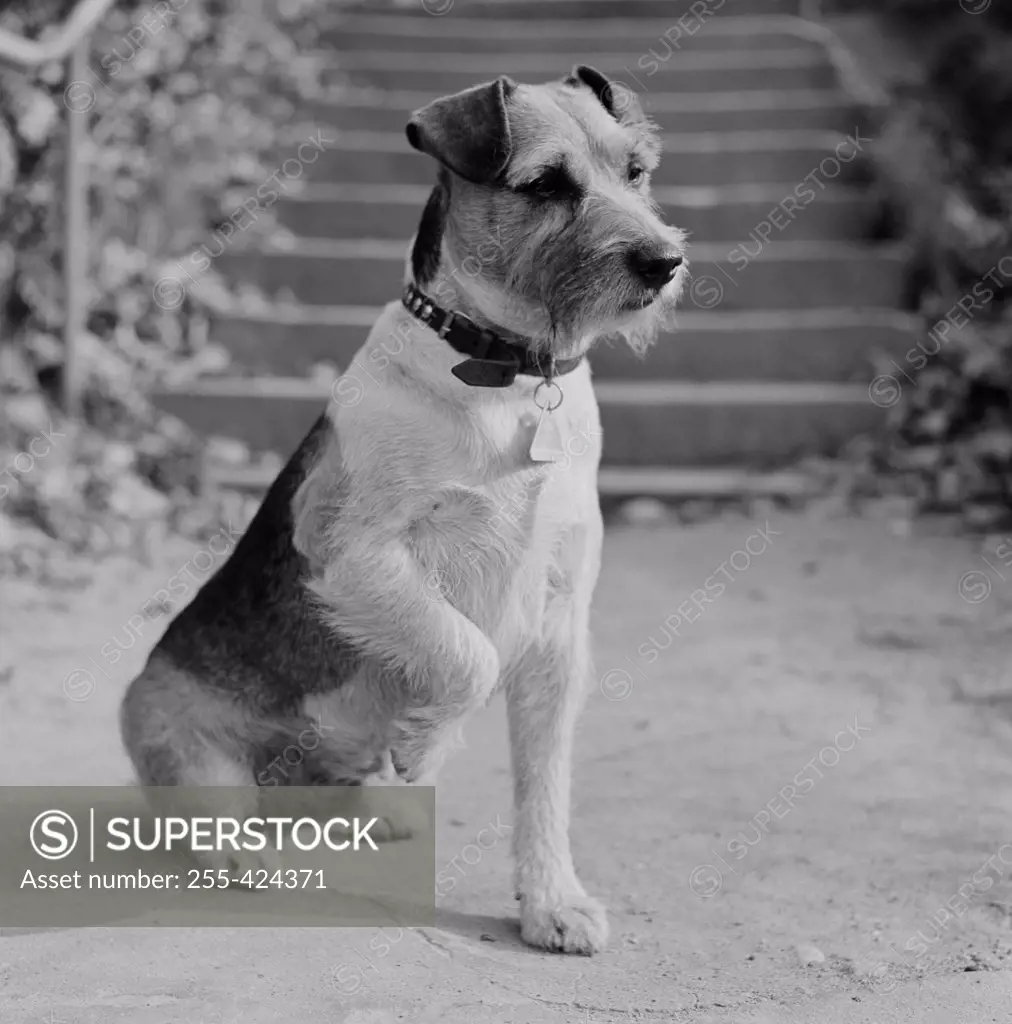 Fox Terrier sitting