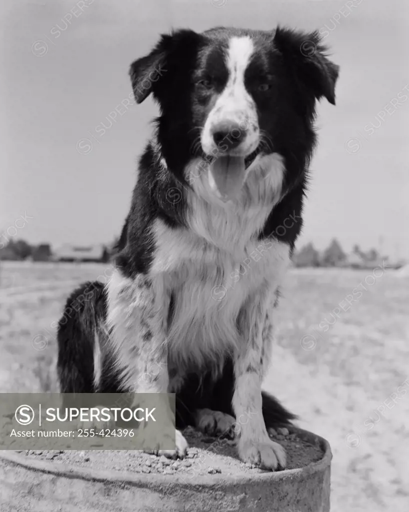 Angus Sheep Dog