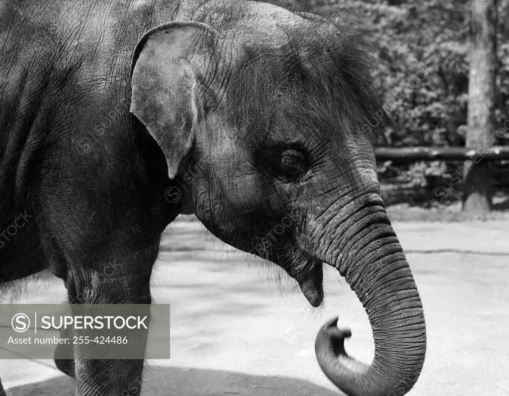 Young Elephant in Zoo