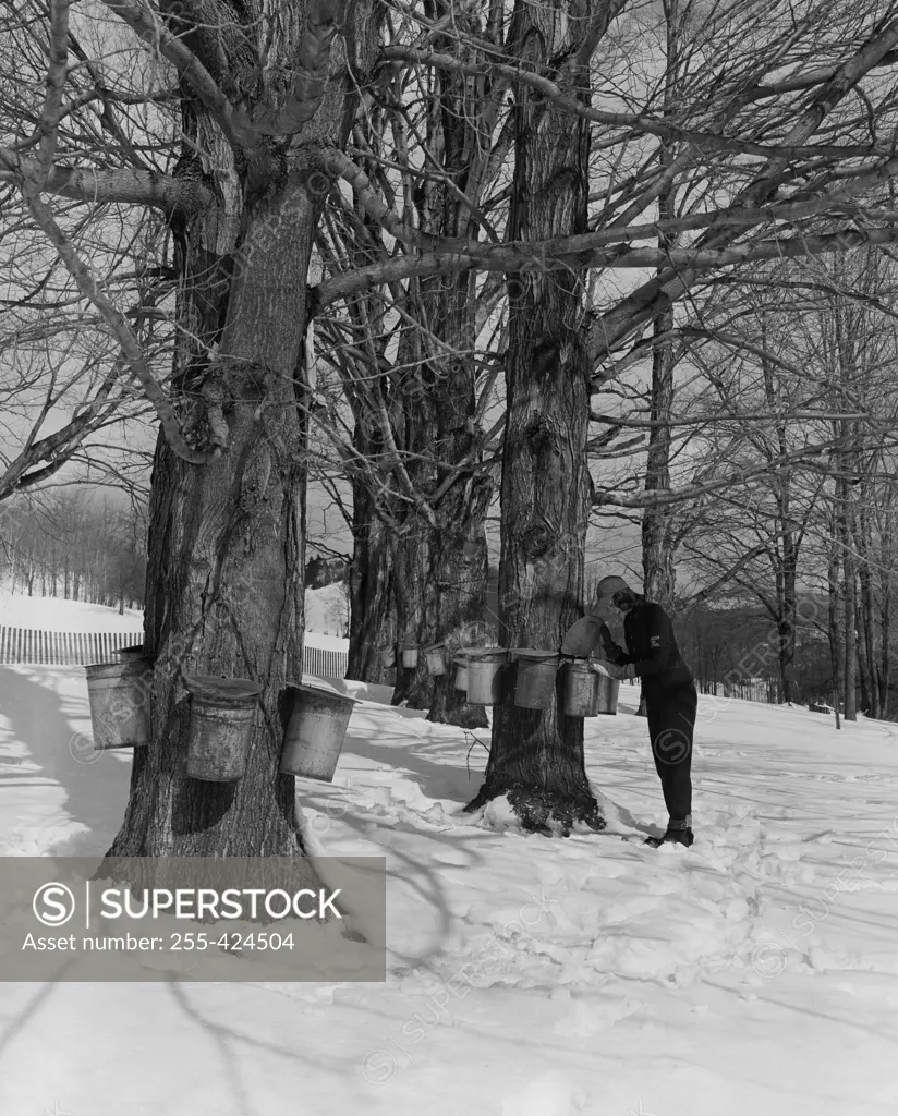 USA, Massachusetts, Tyringam, Sugar Maples, man collecting maple syrup