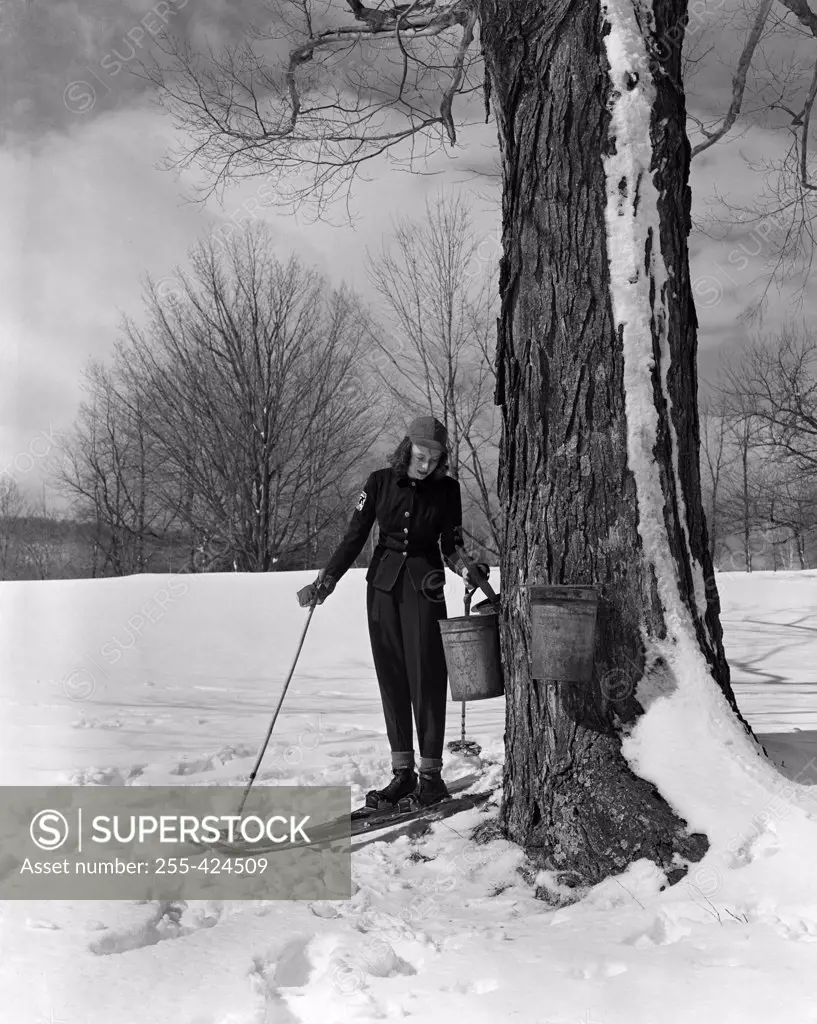 USA, Massachusetts, Tyringam, Sugar Maples, woman collecting maple syrup