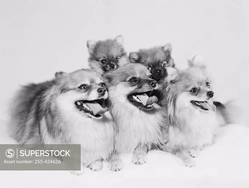 Pomeranian puppies, studio shot