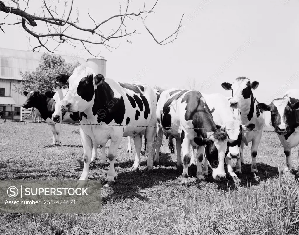 Cows grazing on pasture