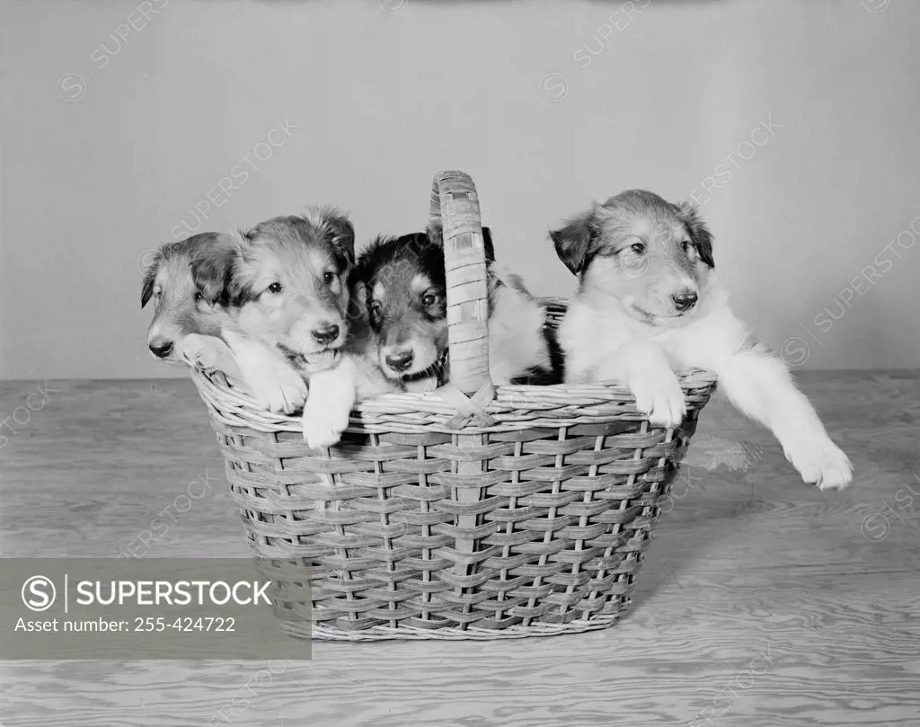 Close up of 5 weeks old Collie pups in basket