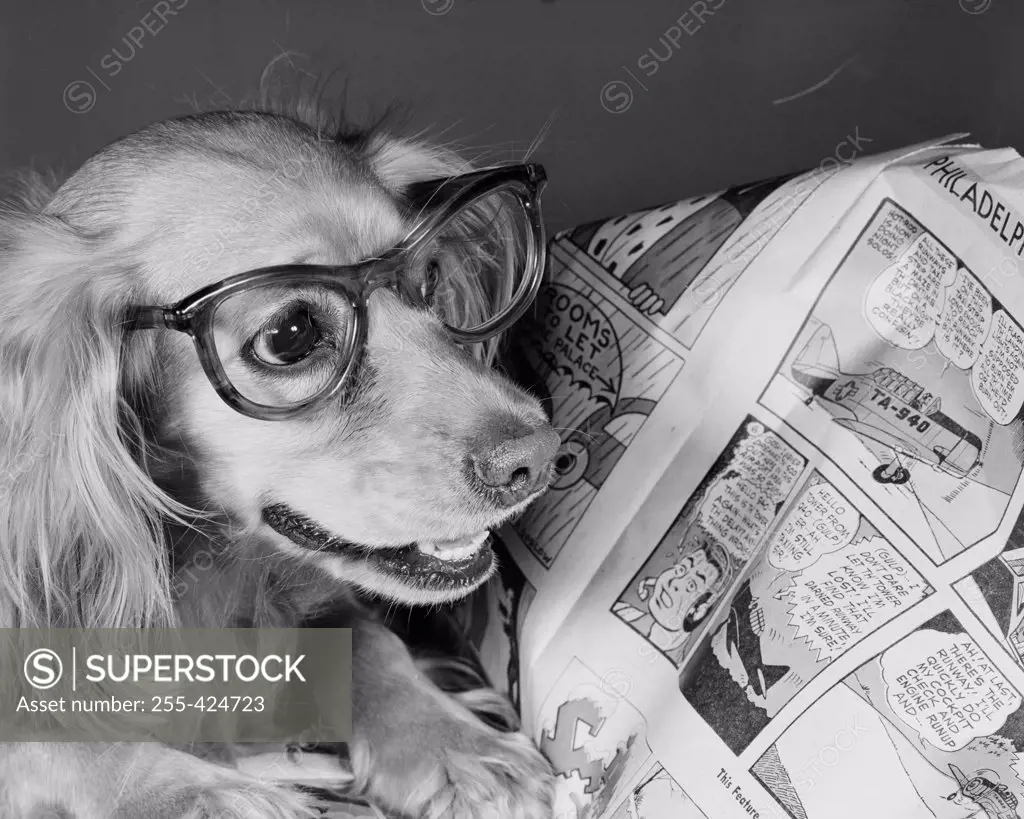 Close up of dog wearing glasses and reading comics