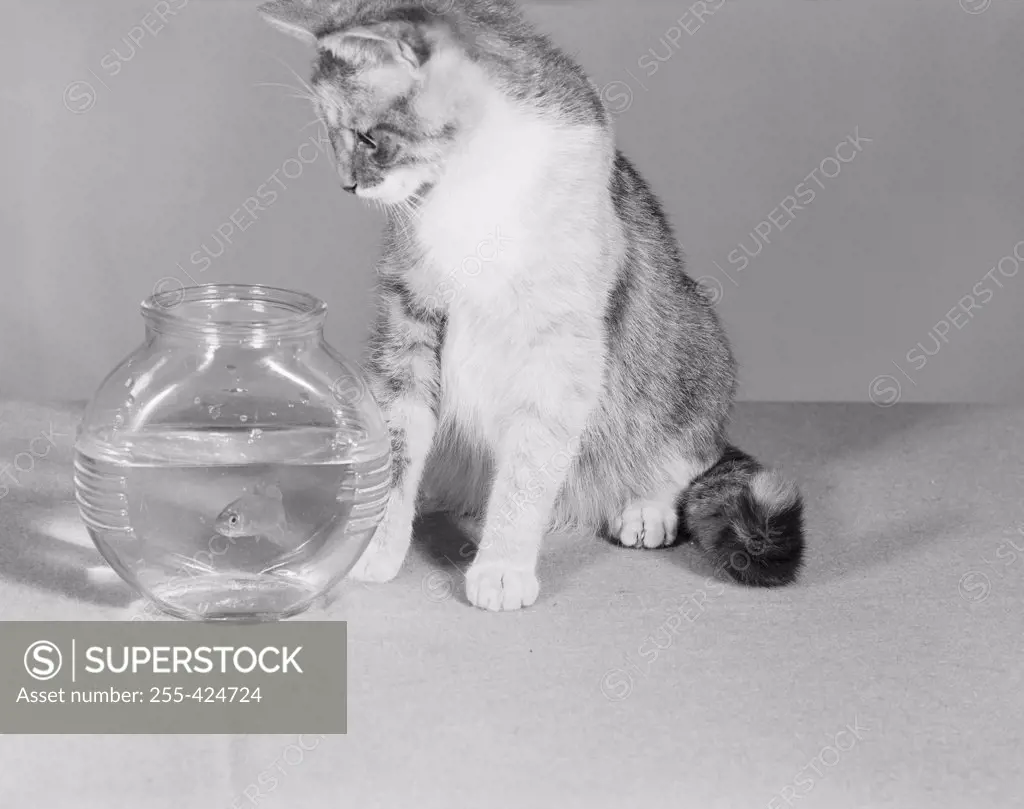 Cat looking at fish in fish bowl