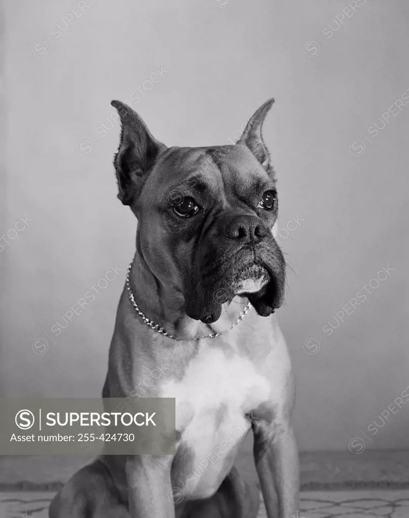 Close up of Boxer dog