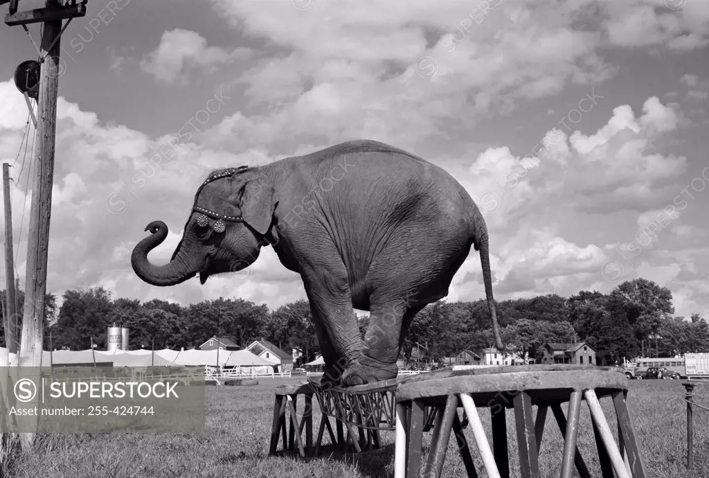 Trained elephant on plank