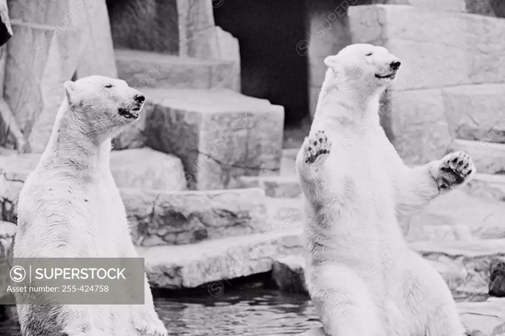 Polar bears (Ursus maritimus) begging for food in zoo