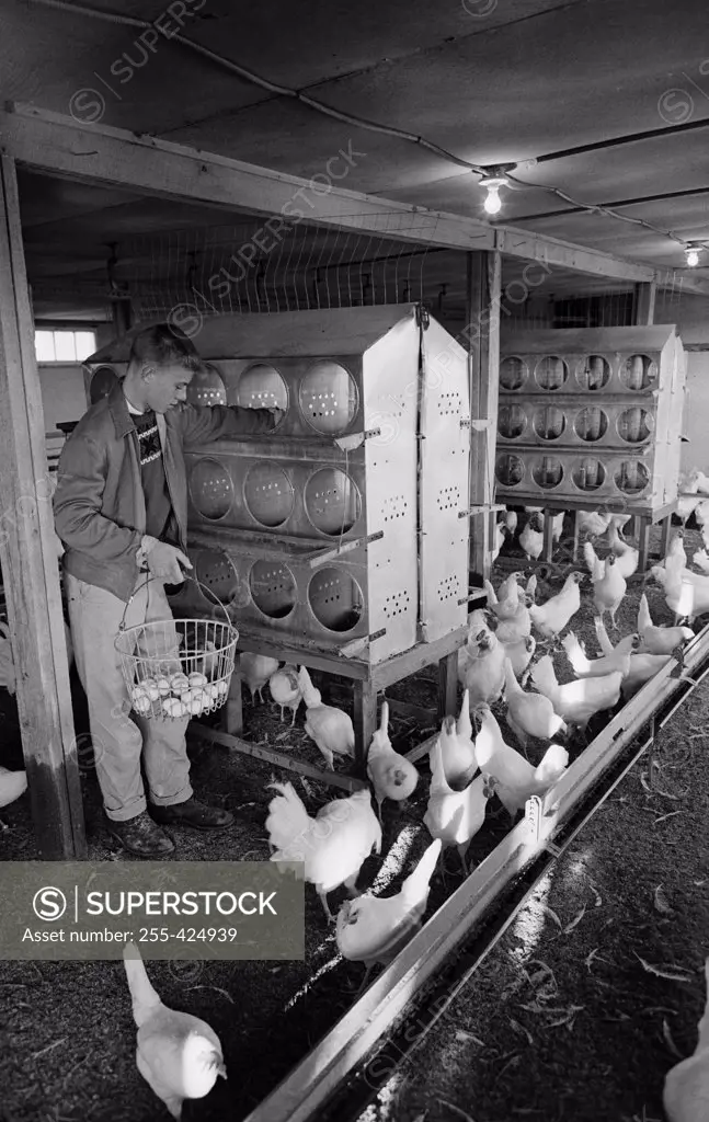 Teenage boy gathering eggs in chicken coop