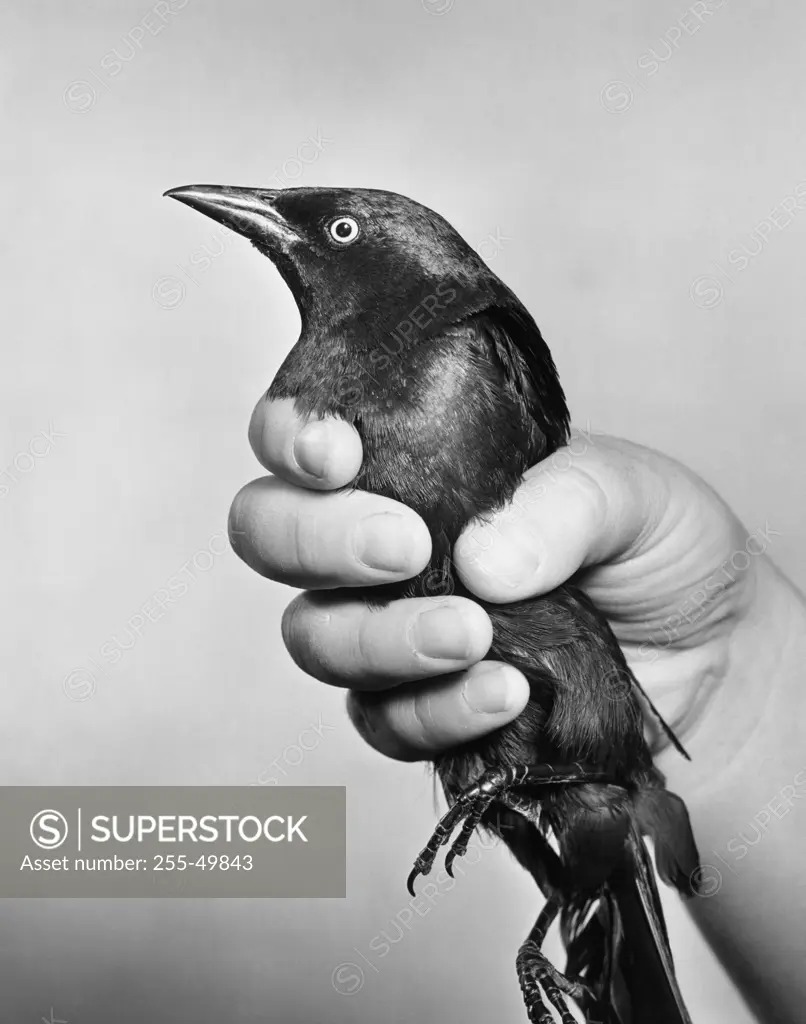 Close-up of a person's hand holding a bird