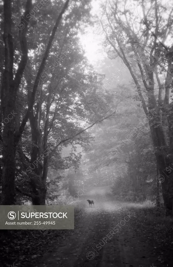 High angle view of a dog standing in the woods on a path