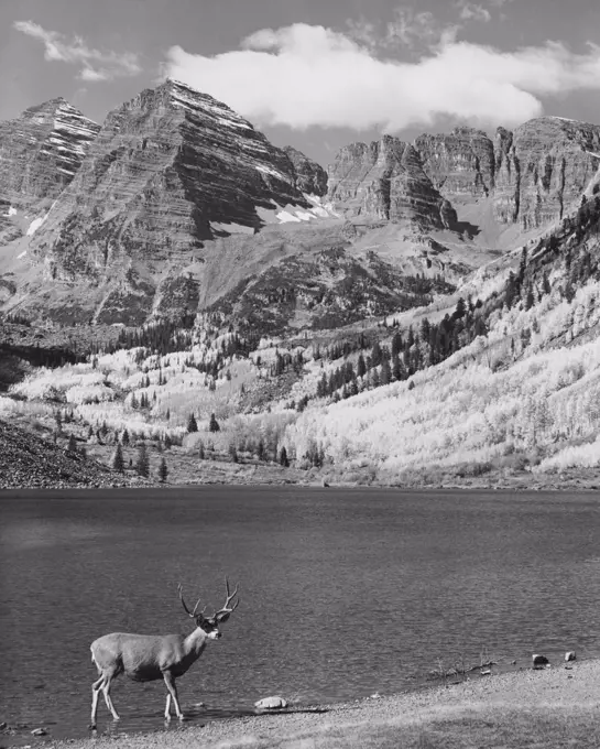 Mule deer standing at the lakeside, Maroon Bells, Colorado, USA (Odocoileus hemionus)