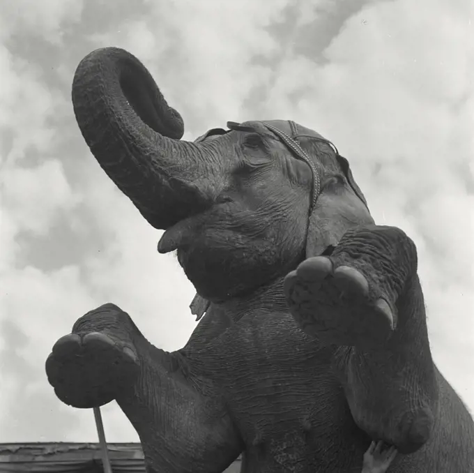 Vintage photograph. Close up of circus elephant raised on back legs