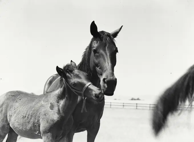 Vintage Photograph. Mare and her colt outside in pasture nuzzling