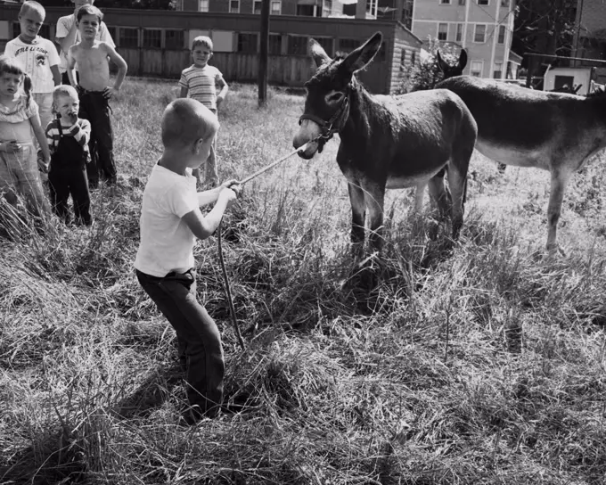 Rear view of a boy pulling a donkey