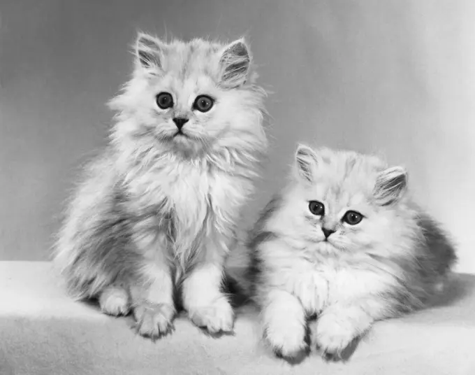 Close-up of two kittens