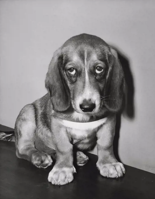 Basset Hound Puppy