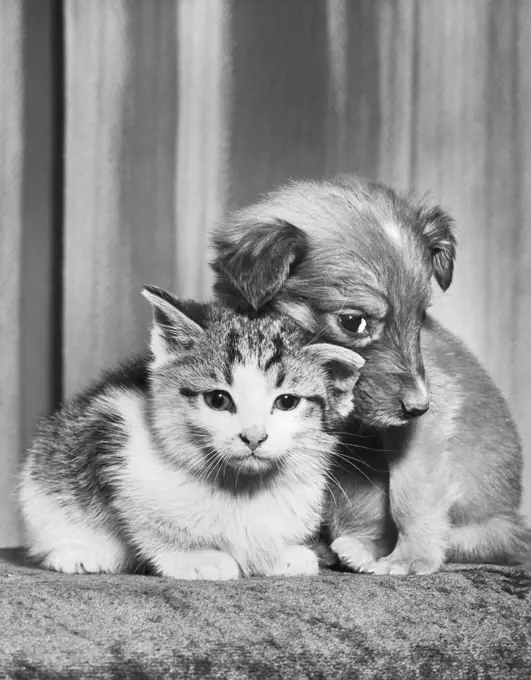 Front view of a puppy with a kitten