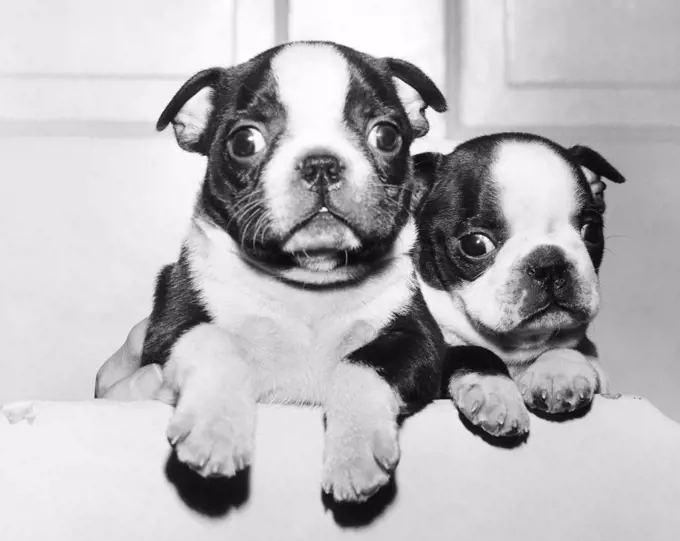 Close-up of two Boston Terrier puppies