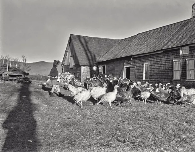 Vintage photograph. Looking over a flock of turkeys just before Thanksgiving at East Lancaster, New Hampshire. Woman in coat holding an ax.