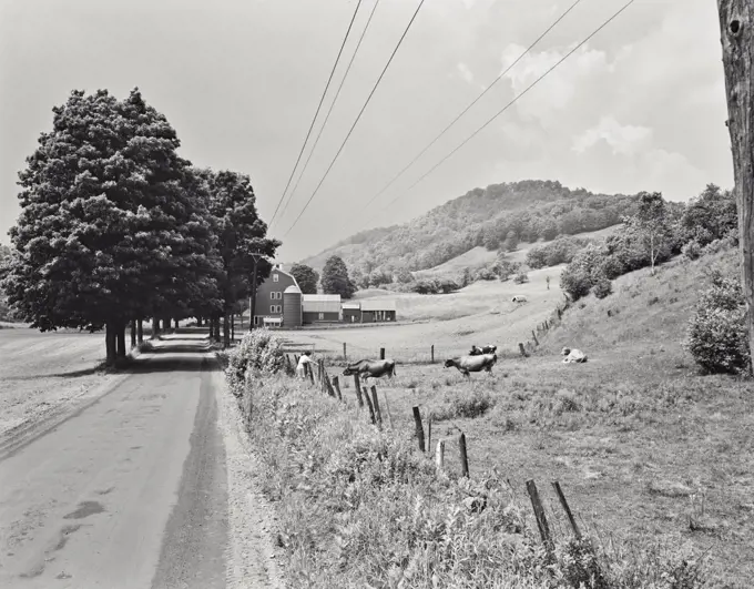 Vintage photograph. Farm scene. Woman feeding cows on country Road. Highway 12 near Barnard, Vermont