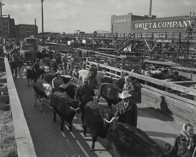 Vintage photograph. cattle for Denver livestock show at Denver stockyard