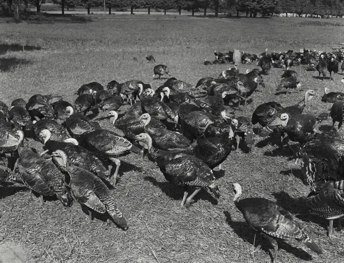 Vintage photograph. Turkey on farm