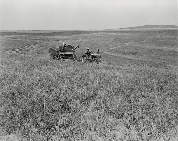 Vintage photograph. combine cutting a strip of contour planted oats