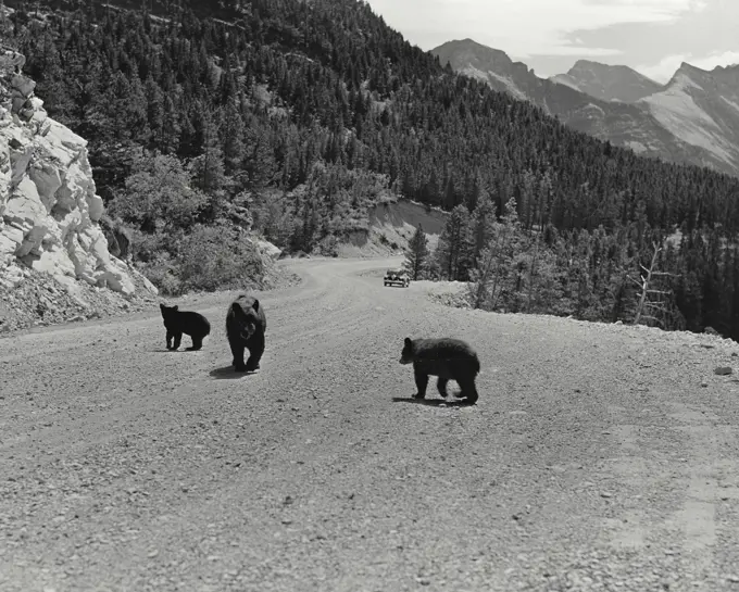 Vintage photograph. Three bears on the Akamina highway in Waterton Lakes National Park, Alberta, Canada