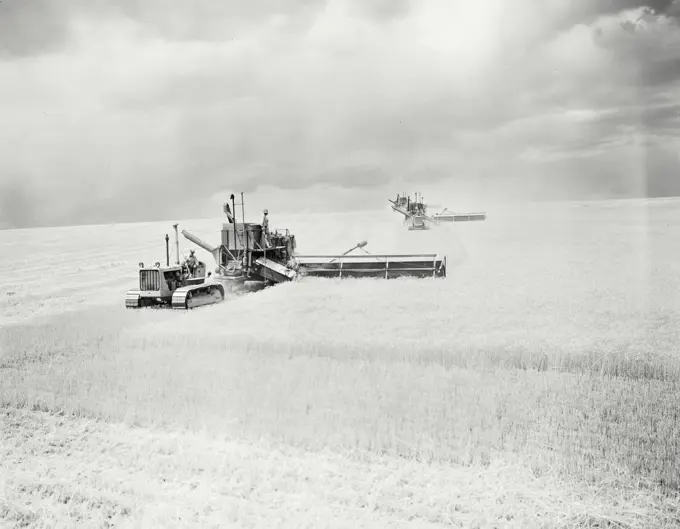 Vintage photograph. Harvesting wheat