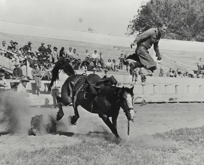 Vintage photograph. Saddle bronco riding at Newhall-Saugus, California