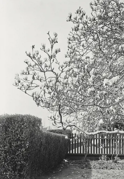 Trees in spring