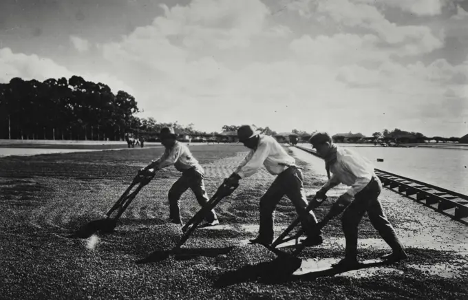 Vintage photograph. Drying coffee on plantation in Brazil