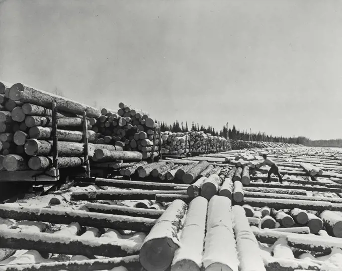 Loading logs on sleighs pulled by tractor near Manitoba, Canada.