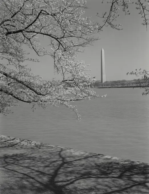 Vintage photograph. Washington Monument seen through trees