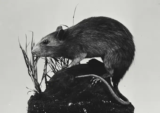 Vintage photograph. Black Rat