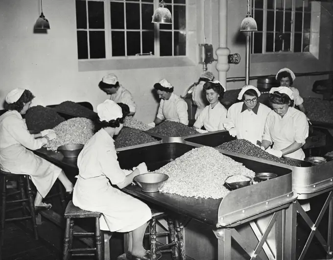 Vintage photograph. Display of almonds, raisins, and hazelnuts that will soon be adding their flavors to the luscious chocolate.