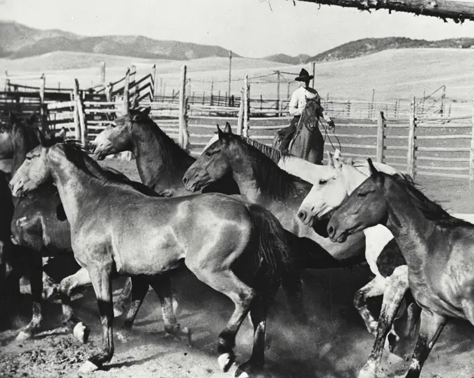 Vintage photograph. Selecting the horses for pack trip, a familiar Montana and Washington dude ranch scene