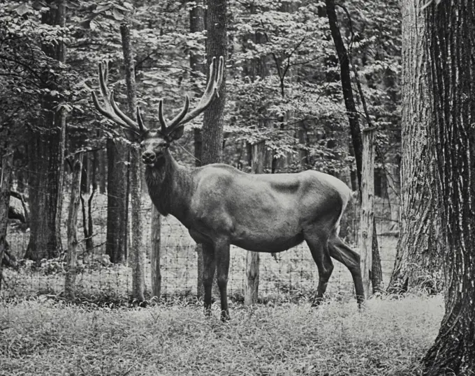 Vintage photograph. Elk in Rondeau provincial park in Canada