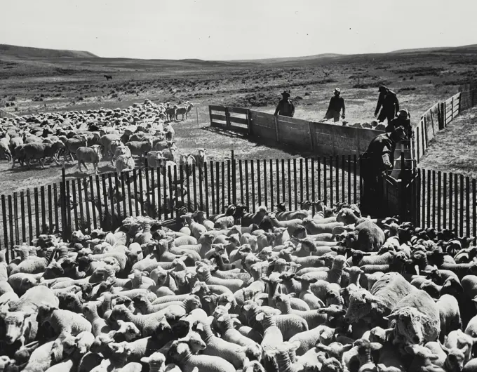 Vintage photograph. Sorting sheep in Colorado