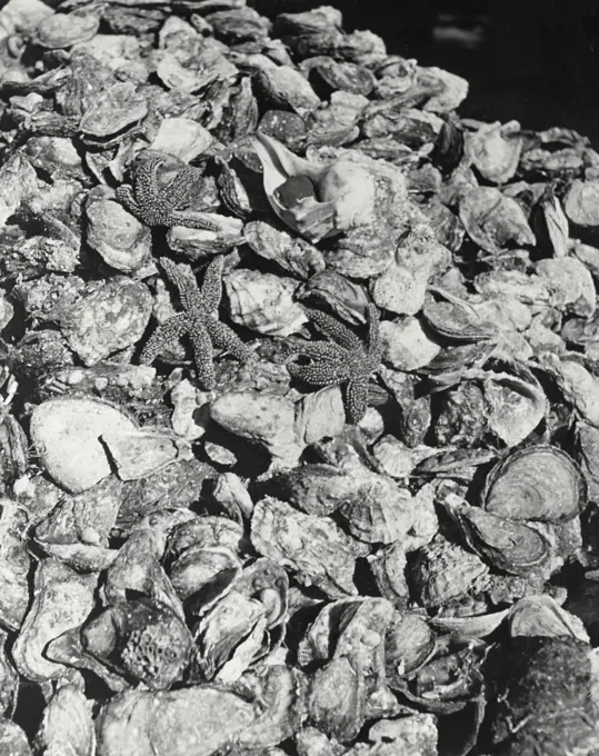 Vintage photograph. Load of oysters and starfish. Bluepoint Company