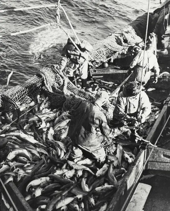 Vintage photograph. Trawler net hanging over side, with checkerboard filled with fish from previous catch