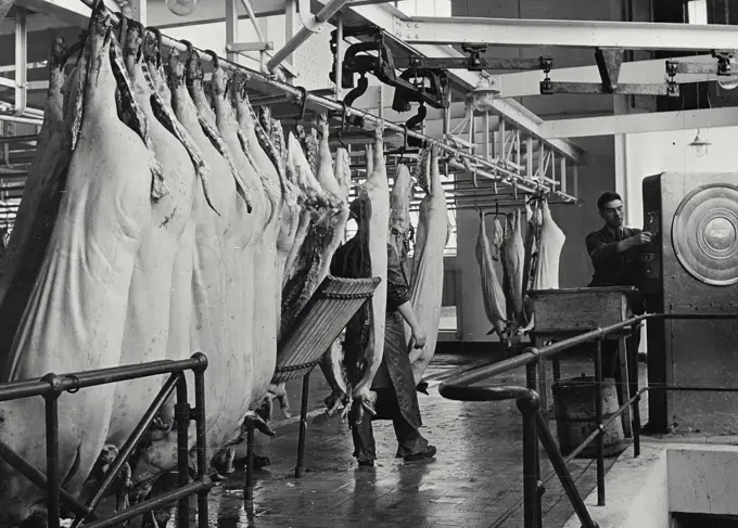 Vintage photograph. Weighing carcasses as they come into the hanging room from the killing passage at factory in Cookstown Northern Ireland