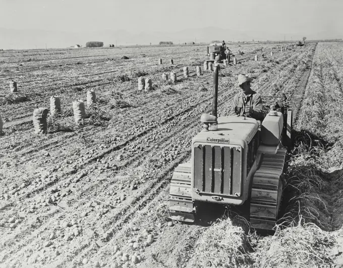 Vintage photograph. Caterpillar potato digger on Ray Metz Farm near Monte Vista, Colorado. 600 bushels per acre. One acre per hour