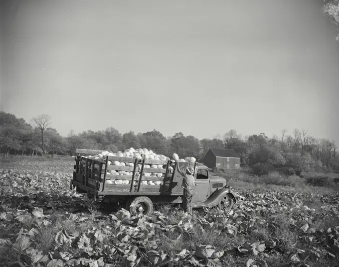 Vintage photograph. Cabbage harvesting into truck from farm