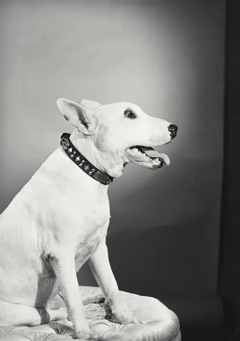 Vintage photograph. Bull Terrier sitting on cushion