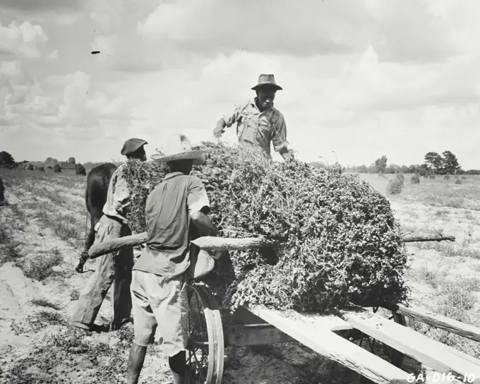 Vintage photograph. Loading peanut stacks on field wagon in Georgia to haul to threshing machine