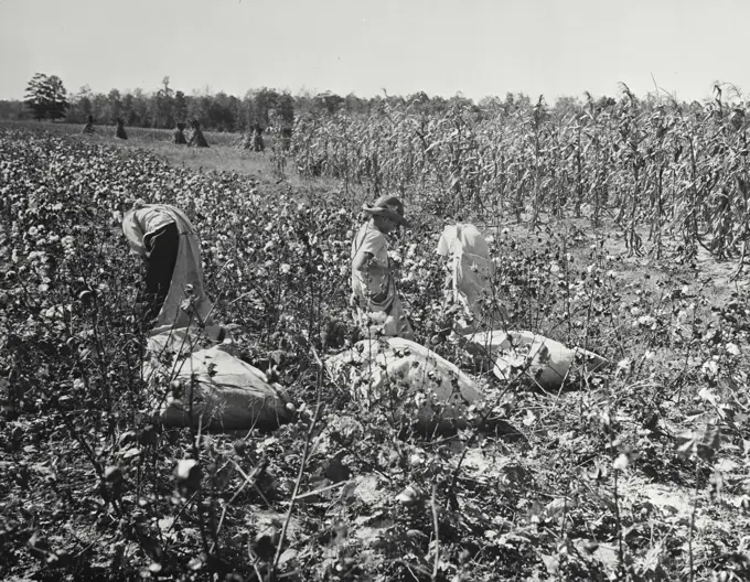 Vintage photograph. Family picking cotton and corn grown on the bottomlands, Arkansas