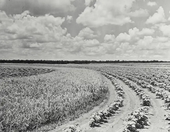 Vintage photograph. Strip crop of red top, 20 foot wide and a 66 acre Cotton field